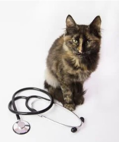 cat with stethescope